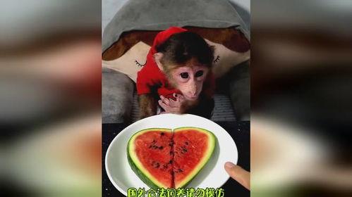 爱吃瓜吃货视频下载免费,揭秘“爱吃瓜吃货视频下载”免费福利 第2张 爱吃瓜吃货视频下载免费,揭秘“爱吃瓜吃货视频下载”免费福利 第2张